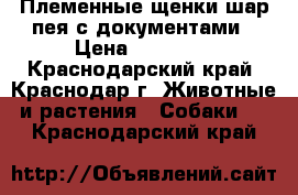 Племенные щенки шар пея с документами › Цена ­ 10 000 - Краснодарский край, Краснодар г. Животные и растения » Собаки   . Краснодарский край